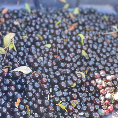 Photo of huckleberries shared by Sheri Weget, the Provincial Coordinator for Indigenous outreach and collaboration at the Alzheimer Society of B.C.