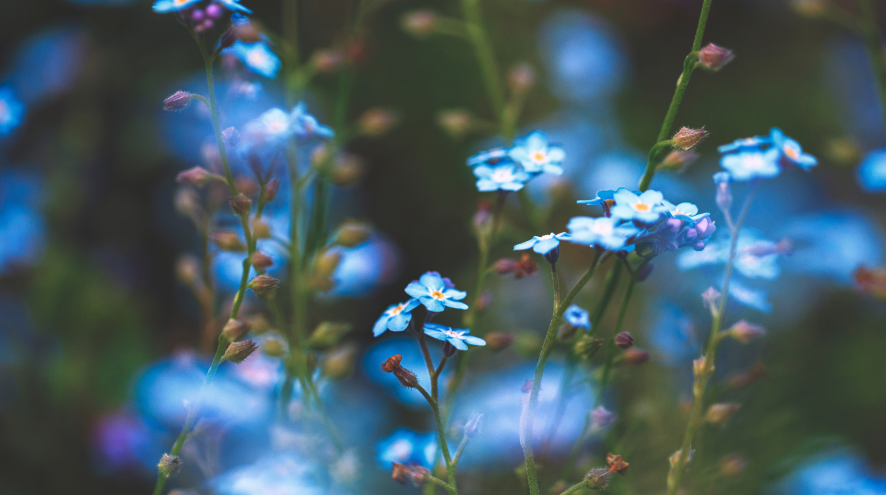 Forget Me Not Flowers