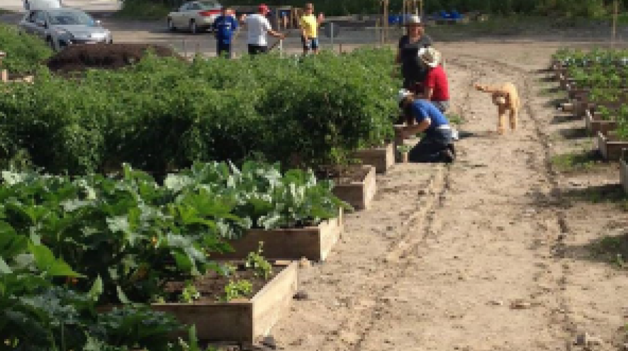 community gardens along a path with a dog and volunteers