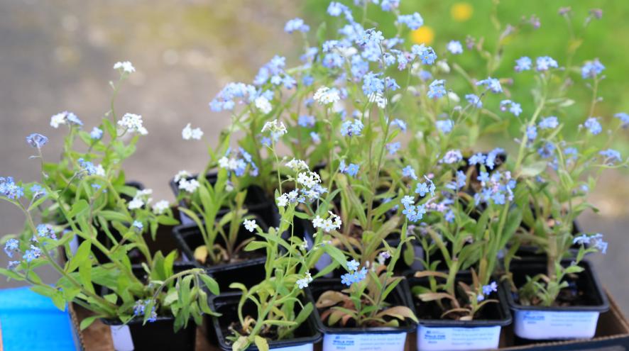 Forget me not flowers in pots