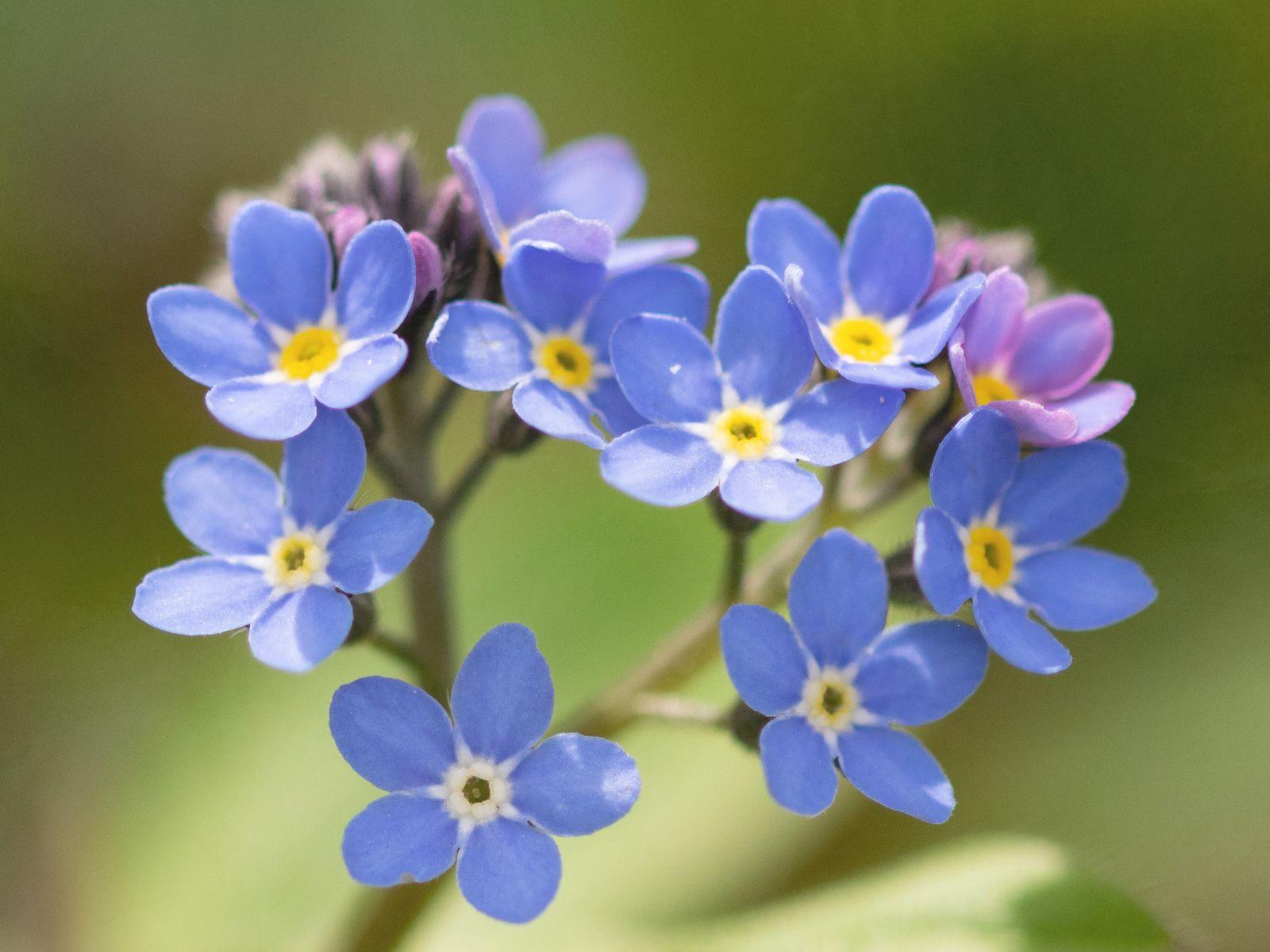 photo of forget-me-not flowers arranged in a heart shape
