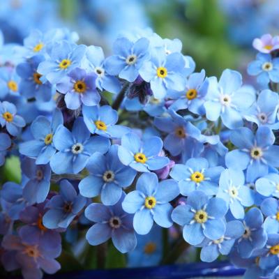 An image of a bundle of Forget-Me-Not flowers, the official flower of the Alzheimer Society.