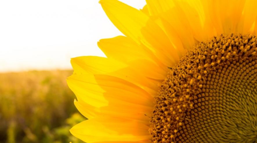 Sunflower in sunlight.