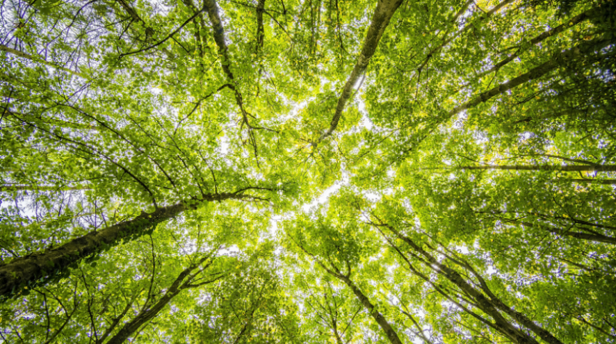 Looking up into the tree canopy and seeing tree trunks, green leaves and a bit of blue sky